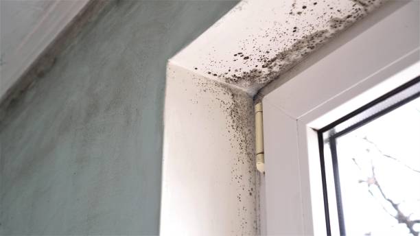 Trusted Athena, OR Mold Inspection, Removal & Remediation Experts