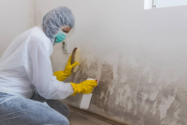 Best Mold Odor Removal Services  in Athena, OR