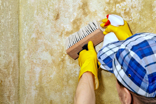 Mold Remediation for Rental Properties