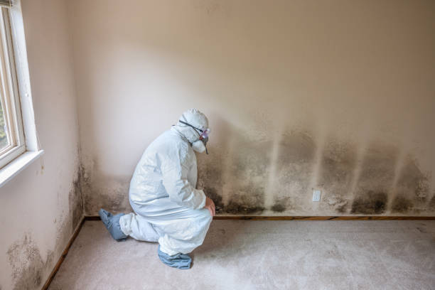 Environmental Consulting for Mold Prevention in Athena, OR